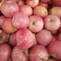 Golden Supplier of Fresh Qinguan Red Apple